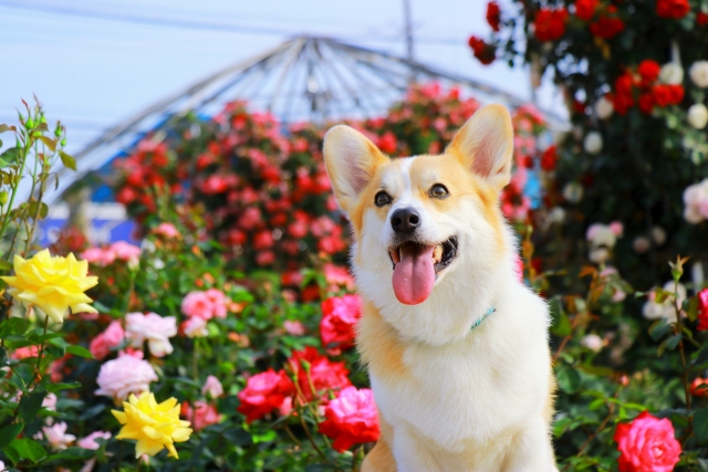 6月の診療時間および予約制について