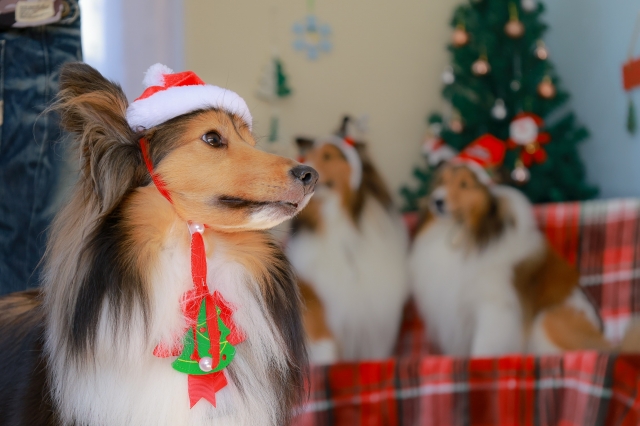 12月の診療時間および予約制について